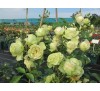Роза Лавли Грин (Lovely Green)